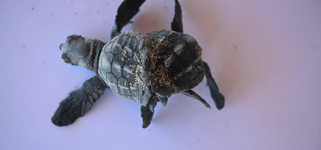 Antalya’da Nadir Olay: Siyam İkizi Caretta caretta Yavrusu Bulundu