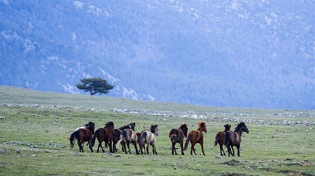 yılkı atları.jpg